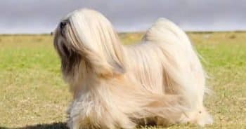 7 Things Every Lhasa Apso Owner Should Know Before Bringing One Home