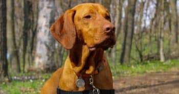 7 Things Every Vizsla Owner Should Know Before Bringing One Home
