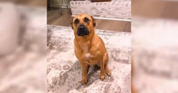 Her Face Says It All When He Hears “Bad Dog”