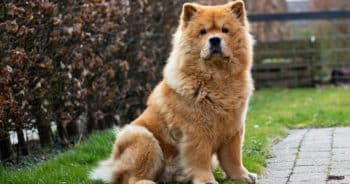 7 Things Every Chow Chow Owner Should Know Before Bringing One Home