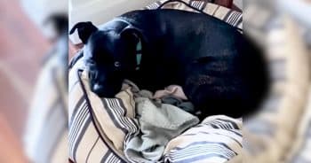 One Word Turns This Pittie Into the Happiest Dog on Earth