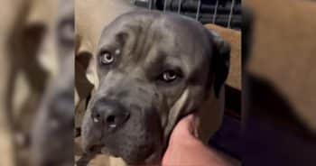 All It Took Was Trust for Beau to Show His Gentle Side