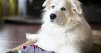 7 Things Every Great Pyrenees Owner Should Know Before Bringing One Home