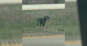 Stranded and Scared, This Dog’s Story Ended With Family and Love