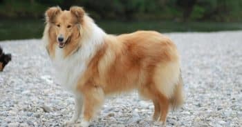 7 Things Every Collie Owner Should Know Before Bringing One Home