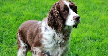 7 Things Every English Springer Spaniel Owner Should Know Before Bringing One Home