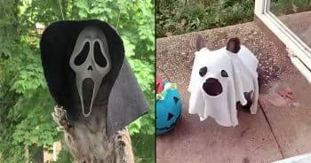 Pets in Costume Are the Halloween Treat We All Needed