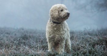 7 Things Every Goldendoodle Owner Should Know Before Bringing One Home