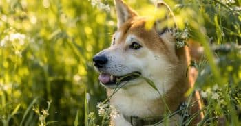 7 Things Every Shiba Inu Owner Should Know Before Bringing One Home