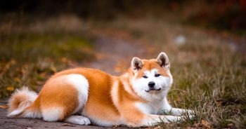 7 Things Every Akita Owner Should Know Before Bringing One Home