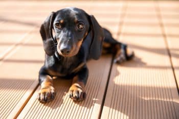 10 Best Snout Soothers For Dachshunds