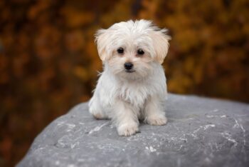 7 Vital Tips for Grooming a Maltese