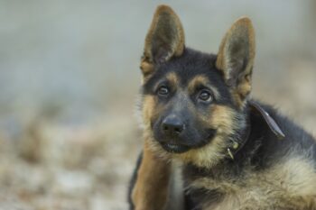 7 Vital Tips for Grooming a German Shepherd