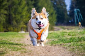 7 Vital Tips for Grooming a Corgi