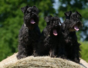7 Vital Tips for Grooming a Schnauzer