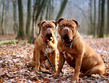 The 15 Best Dogue De Bordeaux Products For Travel
