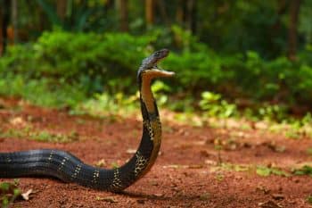 Fast and aggressive: These snakes are showing up where no one expected them