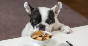 How Much Food Should You Feed Your Dog?