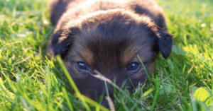 How Much and How Often to Feed Your Puppy