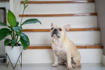 11 Dog Breeds That Throw Tantrums When You Leave For Work