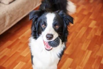 7 Dental Products, Chews, & Toys to Clean Your Border Collie’s Teeth