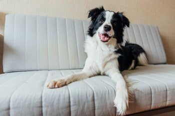 The 9 Best Beds For Senior Border Collies