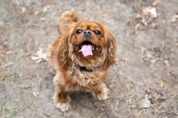 7 Vital Tips for Grooming a Cavalier