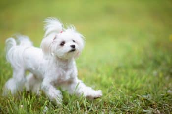 The 15 Best Maltese Products For Travel