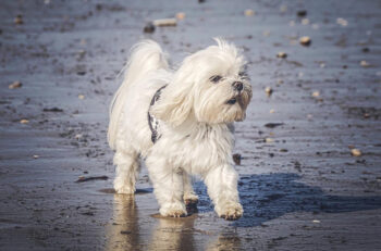 10 Best Supplements for a Senior Maltese