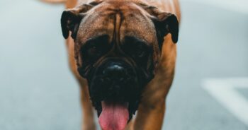 9 Best Bully Sticks for Mastiffs