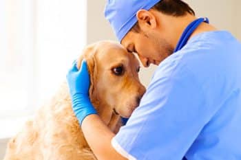 Before putting your dog down never ever say this one heartbreaking sentence