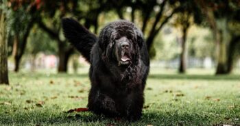 Best Pill Pockets for Newfoundlands