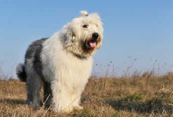 The 15 Best Old English Sheepdog Products For Travel