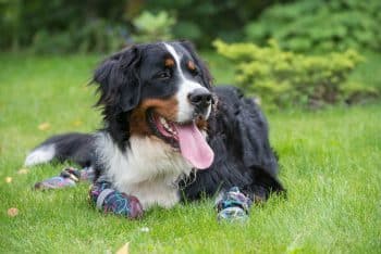 10 Best Snout Soothers For Bernese Mountain Dogs