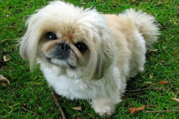 7 Dental Products, Chews, & Toys to Clean Your Pekingese’s Teeth