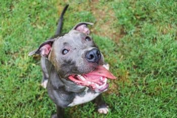 10 Best Snout Soothers For Pit Bulls