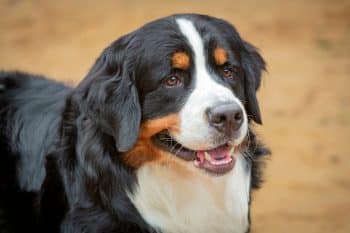 10 Best Dog Multivitamin Products for Bernese Mountain Dogs