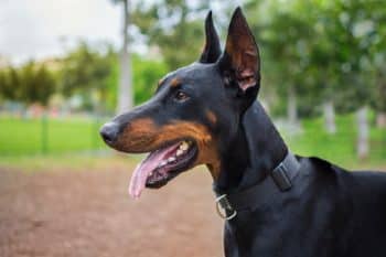 10 Best Snout Soothers For Dobermans