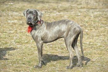 The 15 Best Cane Corso Products For Travel