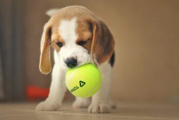 7 Vital Tips for Grooming a Beagle