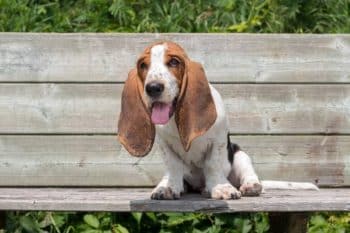 10 Best Dog Multivitamin Products for Basset Hounds
