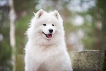 7 Dental Products, Chews, & Toys to Clean Your Samoyed’s Teeth