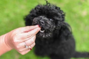 Top 11 Dog Treats That Own Amazon’s Best-Seller List
