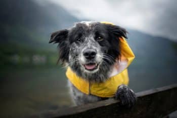 13 Wet Weather Dog Products That Make Your Life Easier