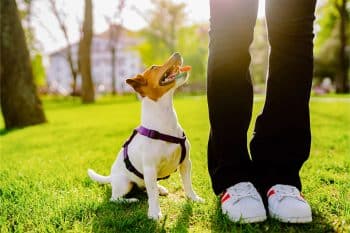 11 Small Dog Breeds Packed With Big Personality