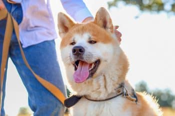 10 Best Snout Soothers For Akitas