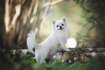 11 Diva Dog Breeds That Act Like They’re Born For The Camera