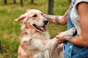 13 Jealous Dog Breeds That Get Fussy Over Your Attention