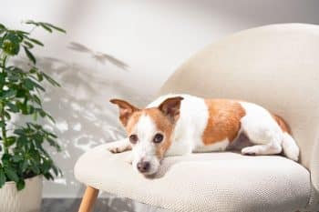 13 Stubborn Dog Breeds That Can’t Stay Off The Furniture