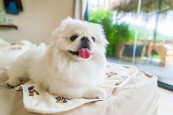 10 Best Snout Soothers For Pekingese